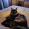 cat, fluffy, black, gray, bed, bedspread, indoors, feline, pet, yellow_eyes, curtains, soft_light, relaxed, animal, domestic, cozy, fur, portrait, resting, room