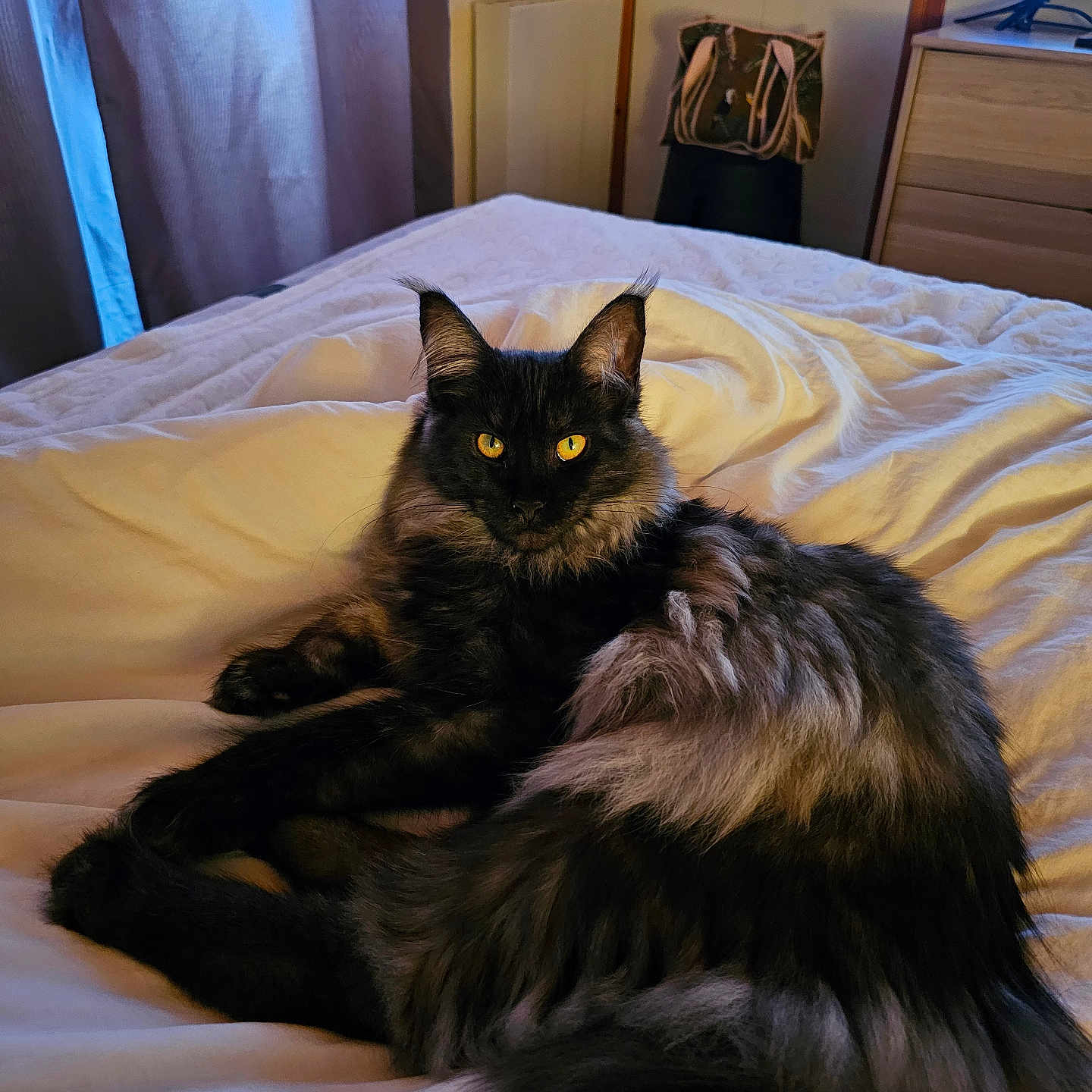 Bloom participe au concours pour gagner de l'argent avec cette photo : cat, fluffy, black, gray, bed, bedspread, indoors, feline, pet, yellow_eyes, curtains, soft_light, relaxed, animal, domestic, cozy, fur, portrait, resting, room