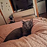 Grizou a rejoint le concours — aidez-le/la à gagner de superbes lots ! cat, gray_cat, pet, animal, bed, blanket, bedroom, indoor, home, television, dresser, washing_machine, furniture, cozy, sleeping, lounging, relaxed, portrait, soft_lighting, domestic_scene