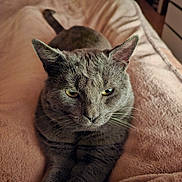 Grizou participe au concours pour gagner de l'argent avec cette photo : cat, gray_cat, pet, animal, feline, indoors, blanket, cozy, bed, portrait, close_up, sitting, relaxed, serious_expression, yellow_eyes, whiskers, ears, fur, home, soft_lighting