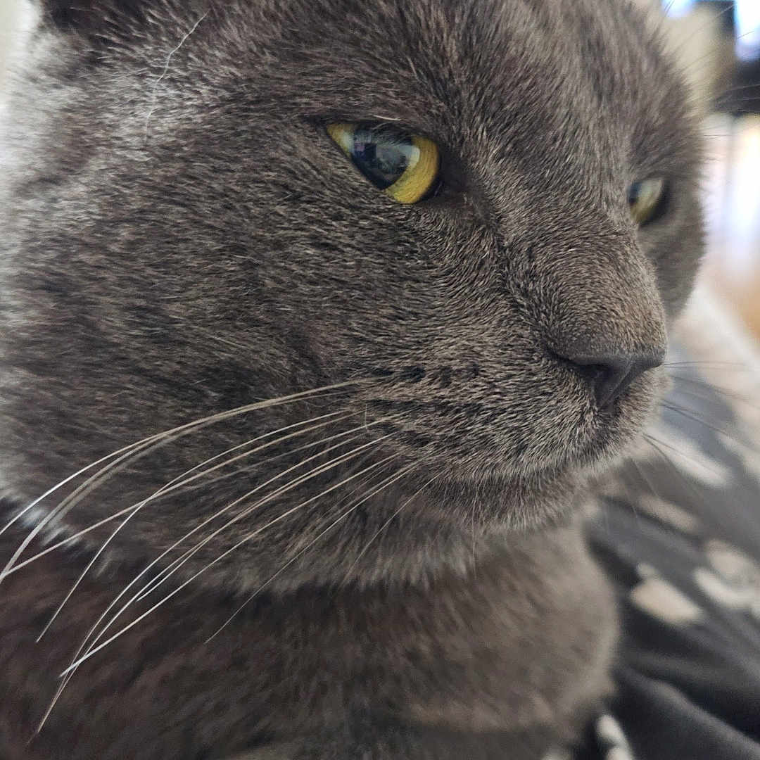 Grizou a rejoint le concours — aidez-le/la à gagner de superbes lots ! cat, gray_cat, close_up, portrait, feline, fur, whiskers, green_eyes, golden_eyes, ears, nose, paws, indoor, pet, cozy, soft, couch, blanket, shallow_depth_of_field, photography