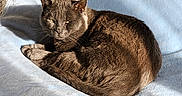 Grizou a rejoint le concours — aidez-le/la à gagner de superbes lots ! cat, feline, charcoal_cat, golden_eyes, animal, pet, sleeping, lounging, curled_up, relaxed, bed, blanket, blue_blanket, pillow, bedroom, indoors, sunlight, cozy, portrait, whiskers