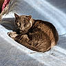animal, bed, bedroom, blanket, blue_blanket, cat, charcoal_cat, cozy, curled_up, feline, golden_eyes, indoors, lounging, pet, pillow, portrait, relaxed, sleeping, sunlight, whiskers