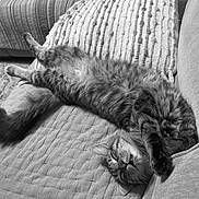 Harry is registered to the contest to win money with this photo: cat, feline, pet, sleeping, relaxed, couch, furniture, fur, whiskers, paw, cozy, indoor, tabby, striped, cute, resting, animal, home, comfort, nap