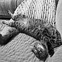 cat, feline, pet, sleeping, relaxed, couch, furniture, fur, whiskers, paw, cozy, indoor, tabby, striped, cute, resting, animal, home, comfort, nap