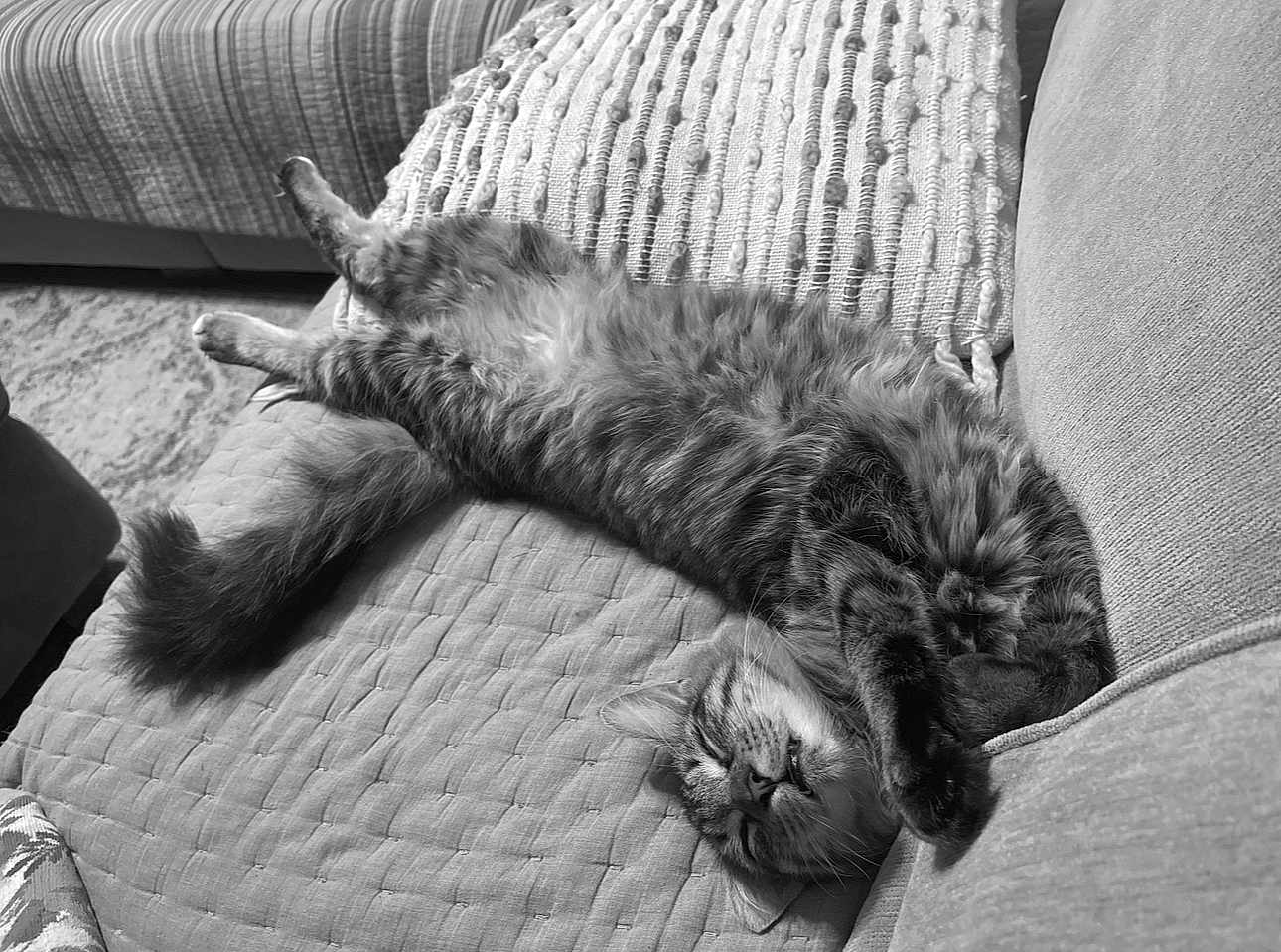 Harry is registered to the contest to win money with this photo: cat, feline, pet, sleeping, relaxed, couch, furniture, fur, whiskers, paw, cozy, indoor, tabby, striped, cute, resting, animal, home, comfort, nap