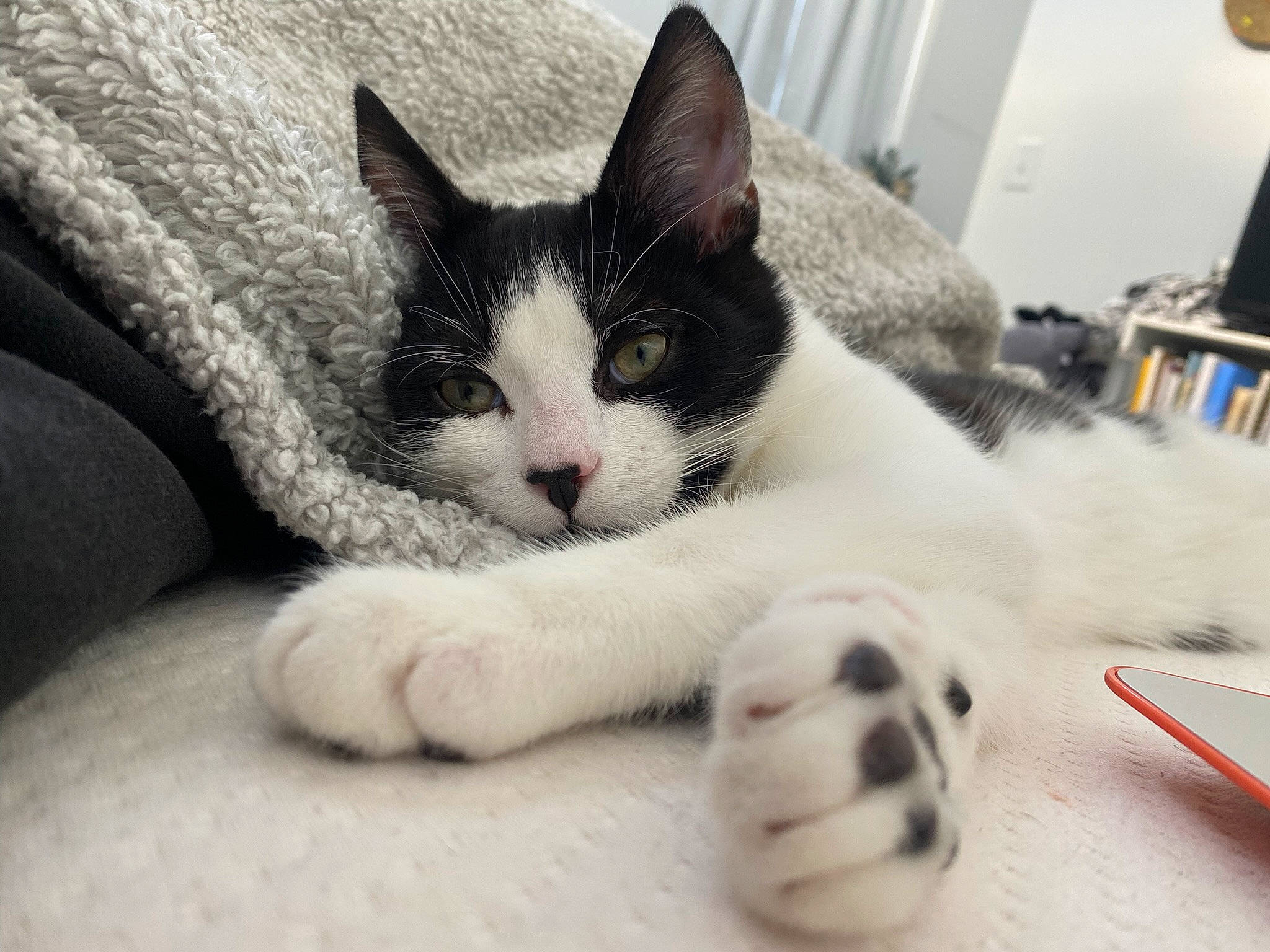 Biggie is registered to the contest to win money with this photo: carnivore, cat, claw, comfort, domestic_short_haired_cat, felidae, flooring, foot, fur, nap, paw, small_to_medium_sized_cats, snout, tail, terrestrial_animal, whiskers