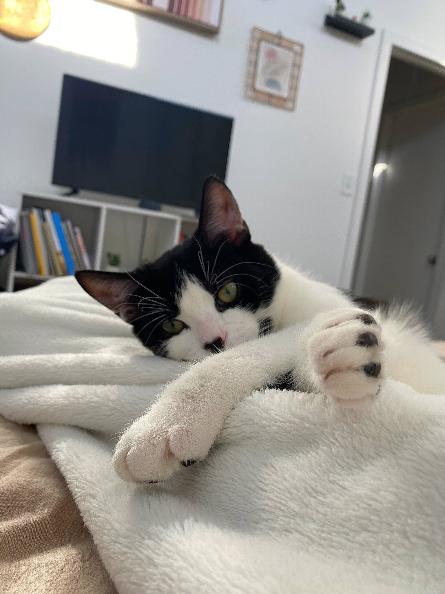 Biggie joined the competition — help win amazing prizes! bedding, bookcase, carnivore, cat, comfort, domestic_short_haired_cat, felidae, fur, grey, lamp, linens, paw, picture_frame, room, small_to_medium_sized_cats, snout, tail, television, textile, whiskers