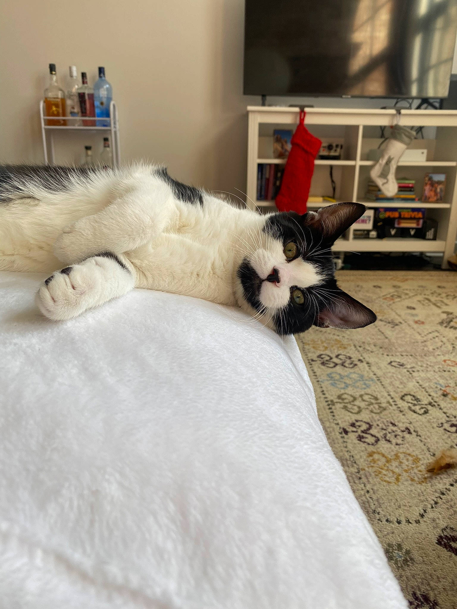 Biggie joined the competition — help win amazing prizes! bed, bedding, canidae, carnivore, comfort, companion_dog, dog, dog_breed, duvet, felidae, flooring, fur, hardwood, linens, room, small_to_medium_sized_cats, sporting_group, tail, whiskers, wood