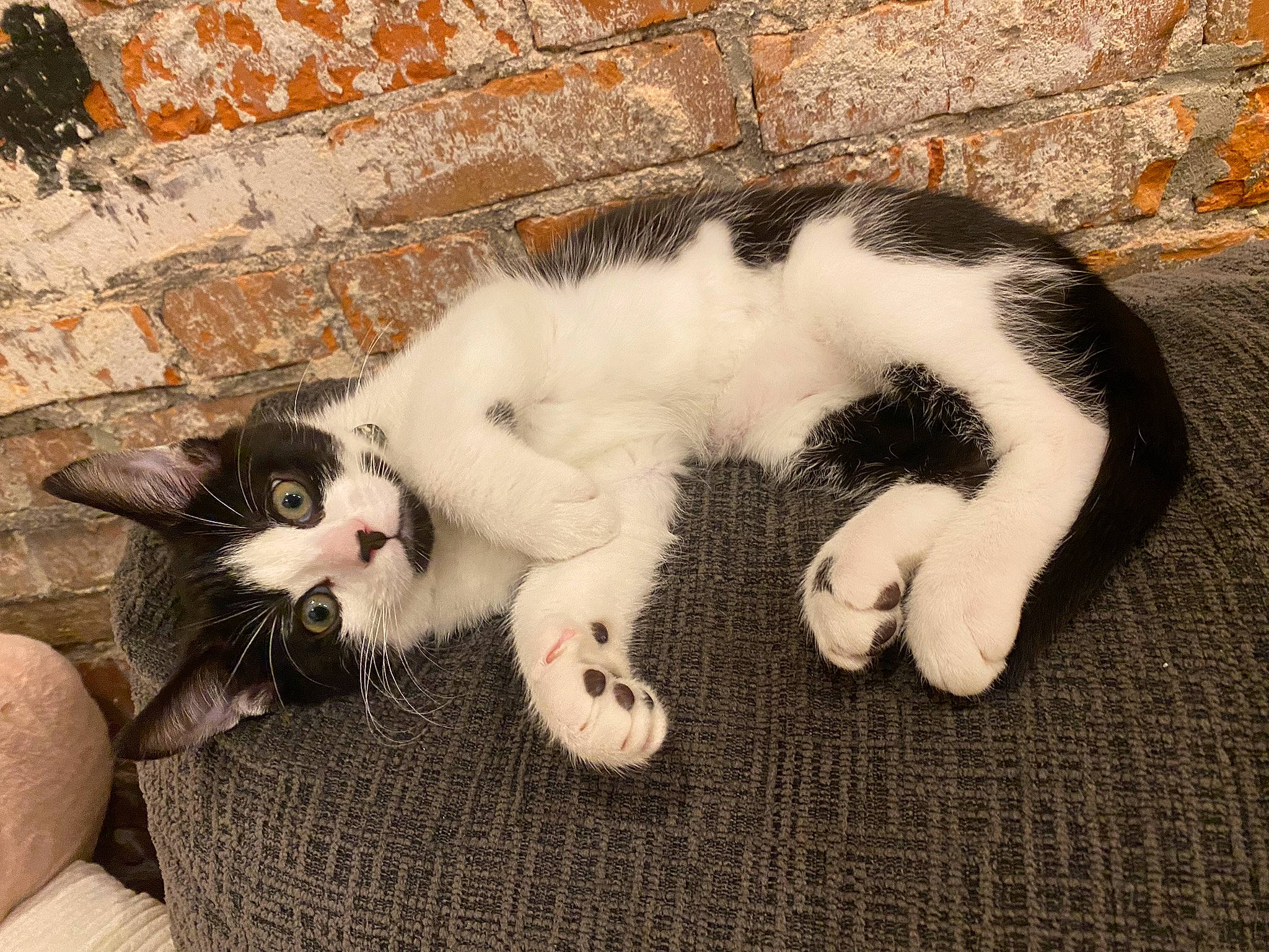 Biggie is registered to the contest to win money with this photo: beard, carnivore, cat, claw, comfort, domestic_short_haired_cat, felidae, foot, fur, nap, paw, small_to_medium_sized_cats, snout, tail, terrestrial_animal, whiskers, window