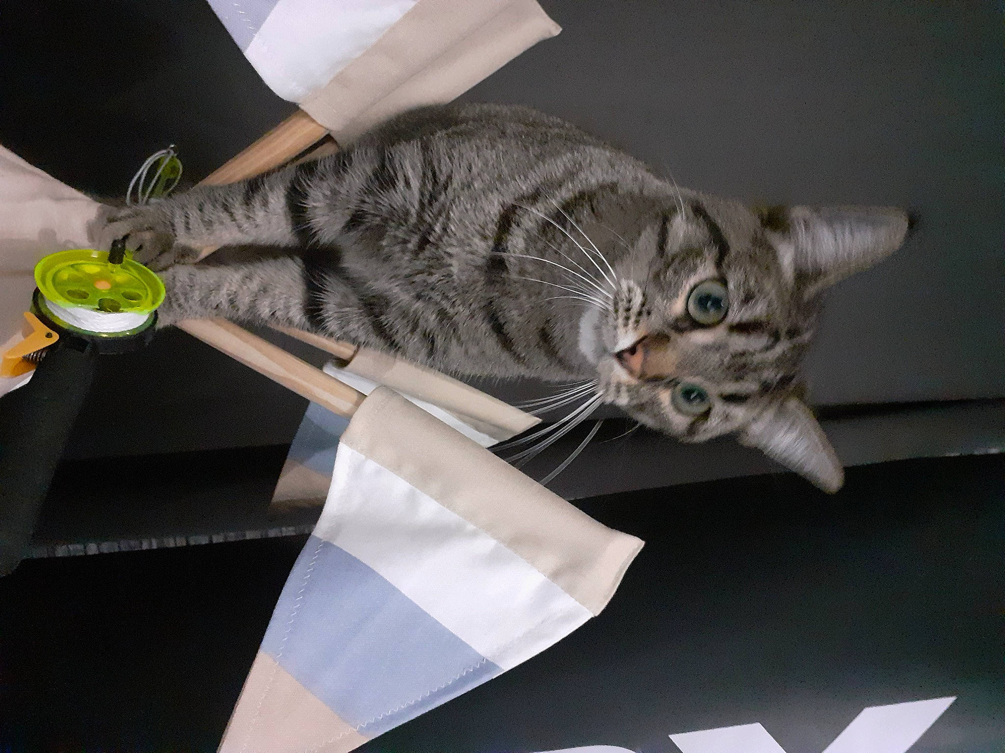 Gardfe participe au concours pour gagner de l'argent avec cette photo : carnivore, cat, comfort, domestic_short_haired_cat, felidae, fur, paw, small_to_medium_sized_cats, tail, whiskers