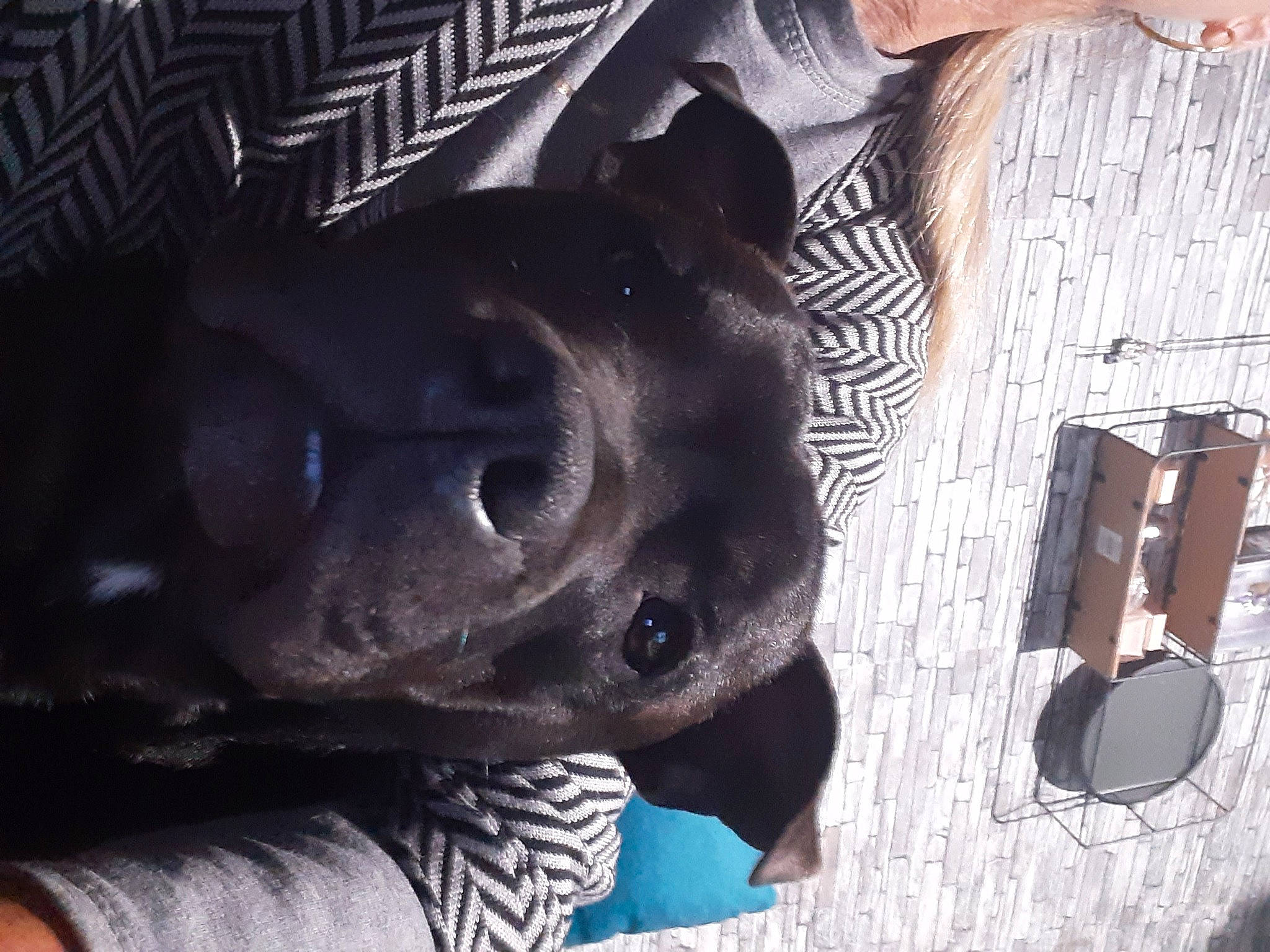 Totor a rejoint le concours — aidez-le/la à gagner de superbes lots ! canidae, carnivore, collar, companion_dog, dog, dog_breed, electric_blue, fawn, fur, guard_dog, hardwood, pet_supply, snout, sporting_group, tail, terrestrial_animal, vertebrate, whiskers, wood, working_animal