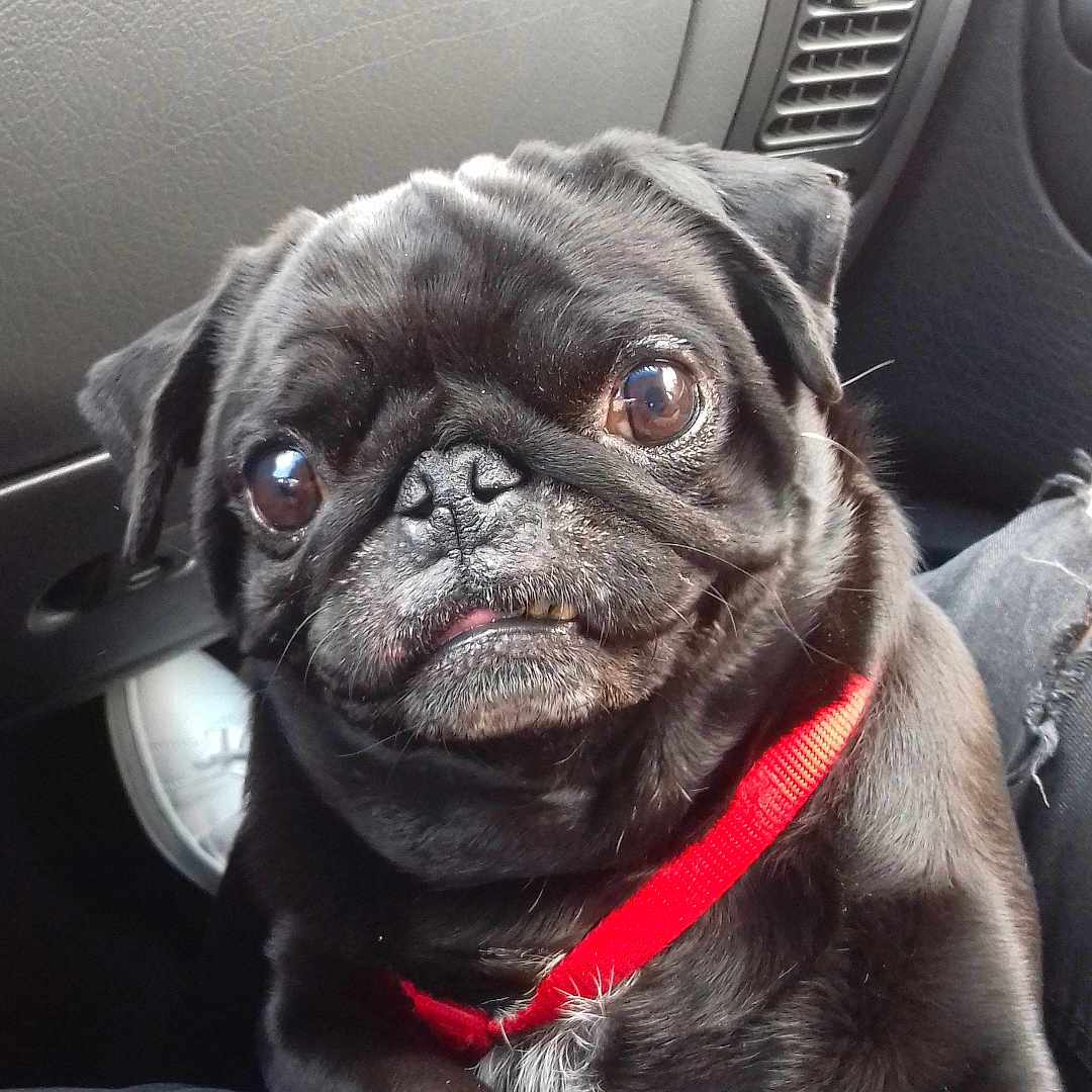 Graingalai a rejoint le concours — aidez-le/la à gagner de superbes lots ! accessories, animal, belt, bulldog, canine, car, dog, frenchbulldog, machine, pet, pug, puppy, spoke, transportation, vehicle, wheel