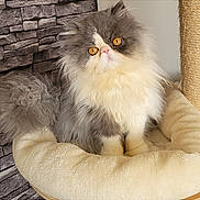 Queen participe au concours pour gagner de l'argent avec cette photo : cat, persian_cat, fluffy, orange_eyes, pet, indoor, cat_bed, cozy, stone_wall, furniture, animal, cute, sitting, portrait, feline, domestic_animal, soft, whiskers, relaxed, fur