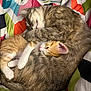 cat, kitten, sleeping, snuggling, fur, cute, animal, pet, cozy, blanket, colorful, resting, domestic_animal, whiskers, paw, two_animals, young, companion, soft, warm
