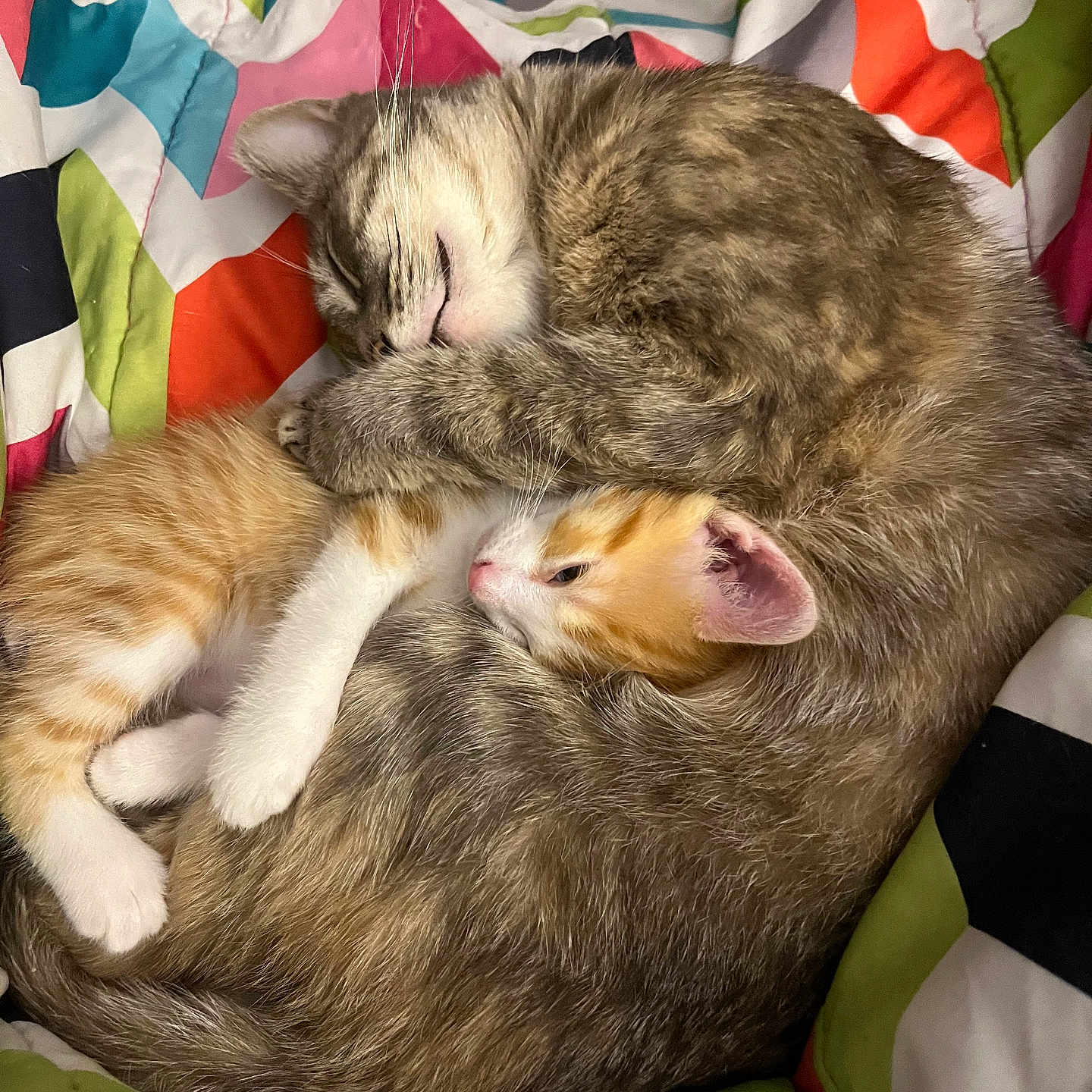 Xena And Buddy is registered to the contest to win money with this photo: animal, blanket, cat, colorful, companion, cozy, cute, domestic_animal, fur, kitten, paw, pet, resting, sleeping, snuggling, soft, two_animals, warm, whiskers, young