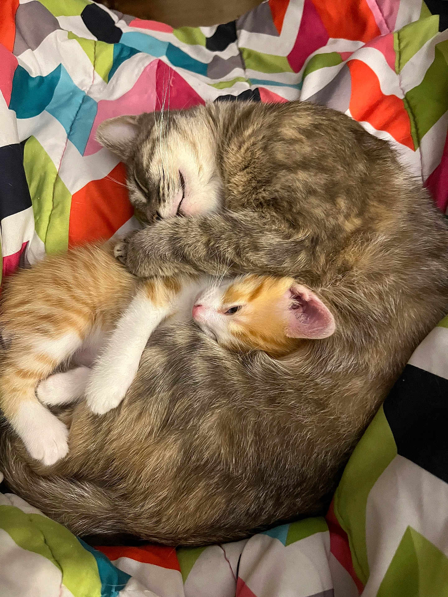 Xena And Buddy is registered to the contest to win money with this photo: cat, kitten, sleeping, snuggling, fur, cute, animal, pet, cozy, blanket, colorful, resting, domestic_animal, whiskers, paw, two_animals, young, companion, soft, warm