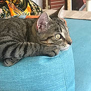 Simon participe au concours pour gagner de l'argent avec cette photo : animal, blue, cat, closeup, cozy, curious, cushion, decor, ears, eyes, furniture, home, indoor, orange, pet, portrait, relaxing, stuffed_animal, tabby, whiskers