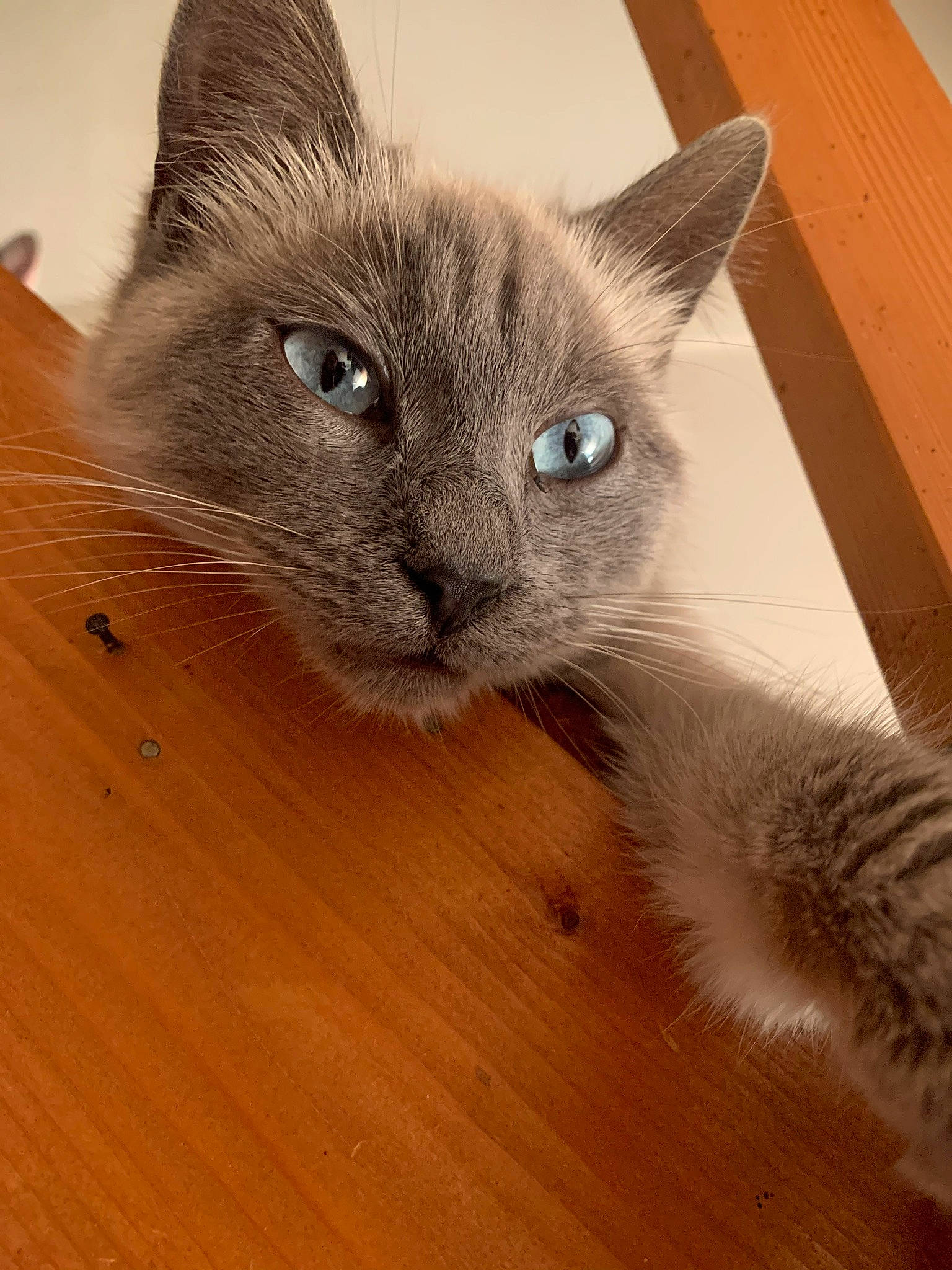 Bibiche participe au concours pour gagner de l'argent avec cette photo : balinese, burmese, carnivore, cat, domestic_short_haired_cat, fawn, felidae, javanese, kitten, korat, mammal, nebelung, ojos_azules, russian_blue, small_to_medium_sized_cats, snout, thai, tonkinese, vertebrate, whiskers