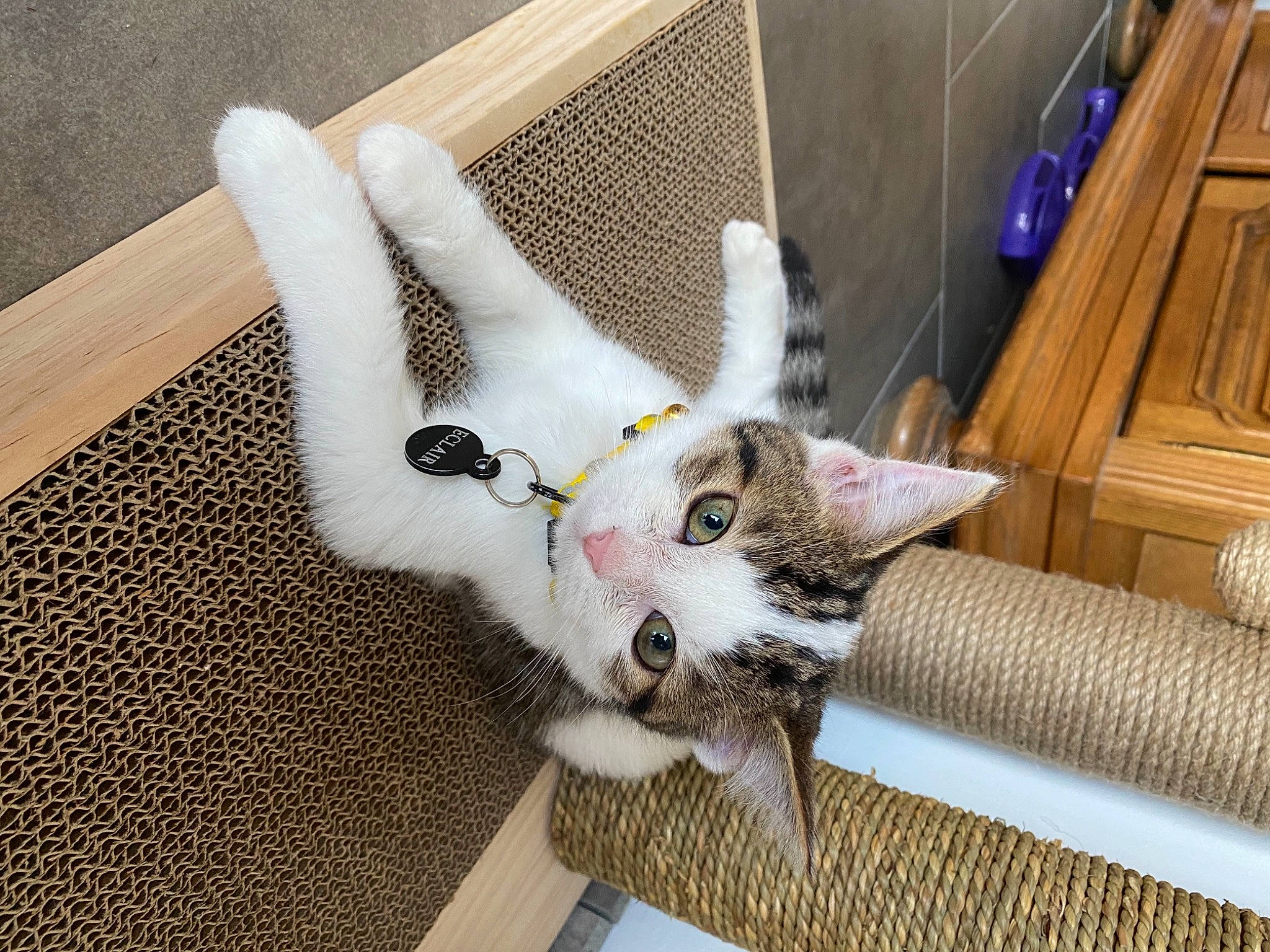 Eclair a rejoint le concours — aidez-le/la à gagner de superbes lots ! american_shorthair, carnivore, cat, domestic_short_haired_cat, ear, european_shorthair, fawn, felidae, fur, kitten, small_to_medium_sized_cats, tabby_cat, tail, whiskers