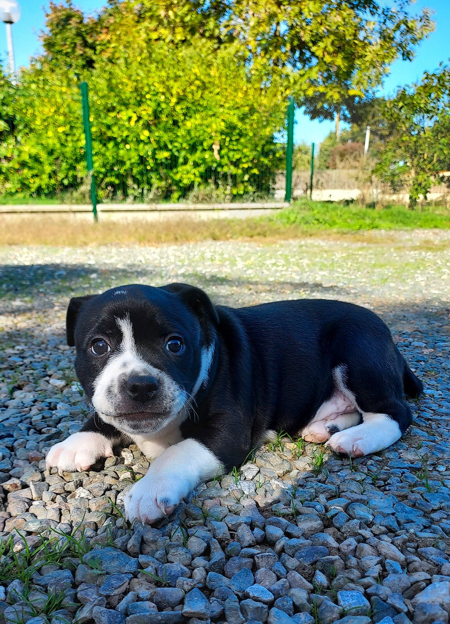 Tyson participe au concours pour gagner de l'argent avec cette photo : ball, canidae, carnivore, companion_dog, dog, dog_breed, garden, grass, landscape, leaf, plant, shade, sky, snout, soil, sporting_group, tail, tree, working_animal, working_dog