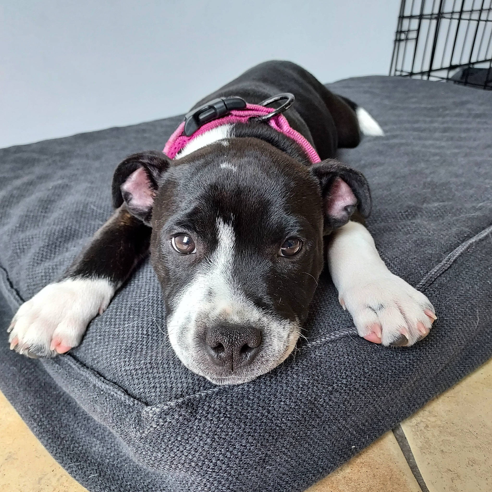 Tyson a rejoint le concours — aidez-le/la à gagner de superbes lots ! canidae, carnivore, collar, comfort, companion_dog, dog, dog_breed, dog_collar, dog_supply, fawn, fur, guard_dog, hat, leash, linens, magenta, paw, pet_supply, sleeve, working_animal