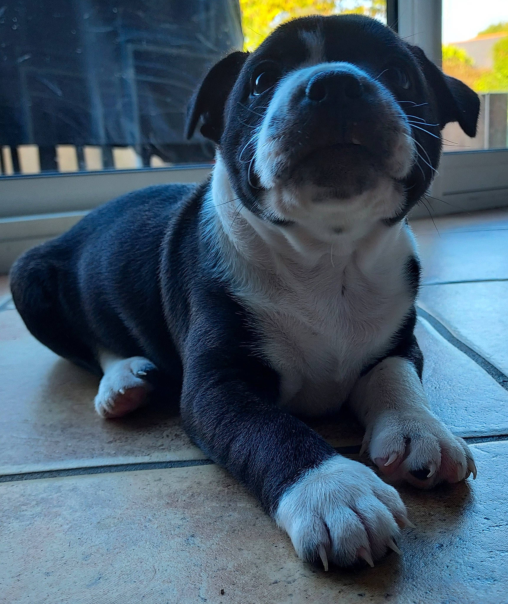 Tyson a rejoint le concours — aidez-le/la à gagner de superbes lots ! canidae, carnivore, companion_dog, dog, dog_breed, electric_blue, eye, fawn, flooring, grey, molosser, paw, pug, puppy, sporting_group, terrestrial_animal, toy_dog, whiskers, working_animal, wrinkle