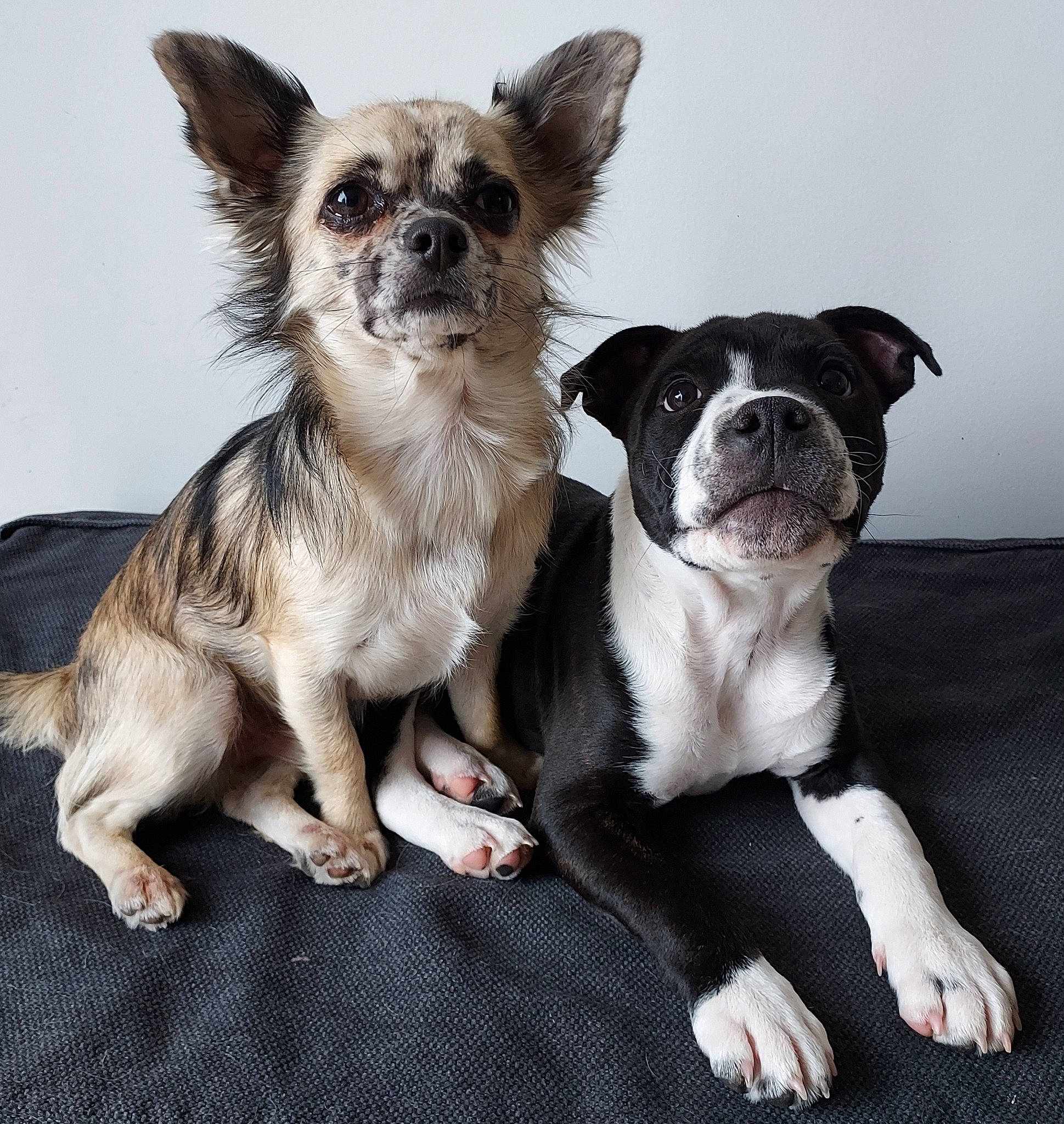 Sweety participe au concours pour gagner de l'argent avec cette photo : canidae, carnivore, chihuahua, comfort, companion_dog, dog, dog_breed, dog_supply, fawn, fur, non_sporting_group, paw, puppy, snout, sporting_group, terrestrial_animal, toy_dog, whiskers, working_animal, wrinkle