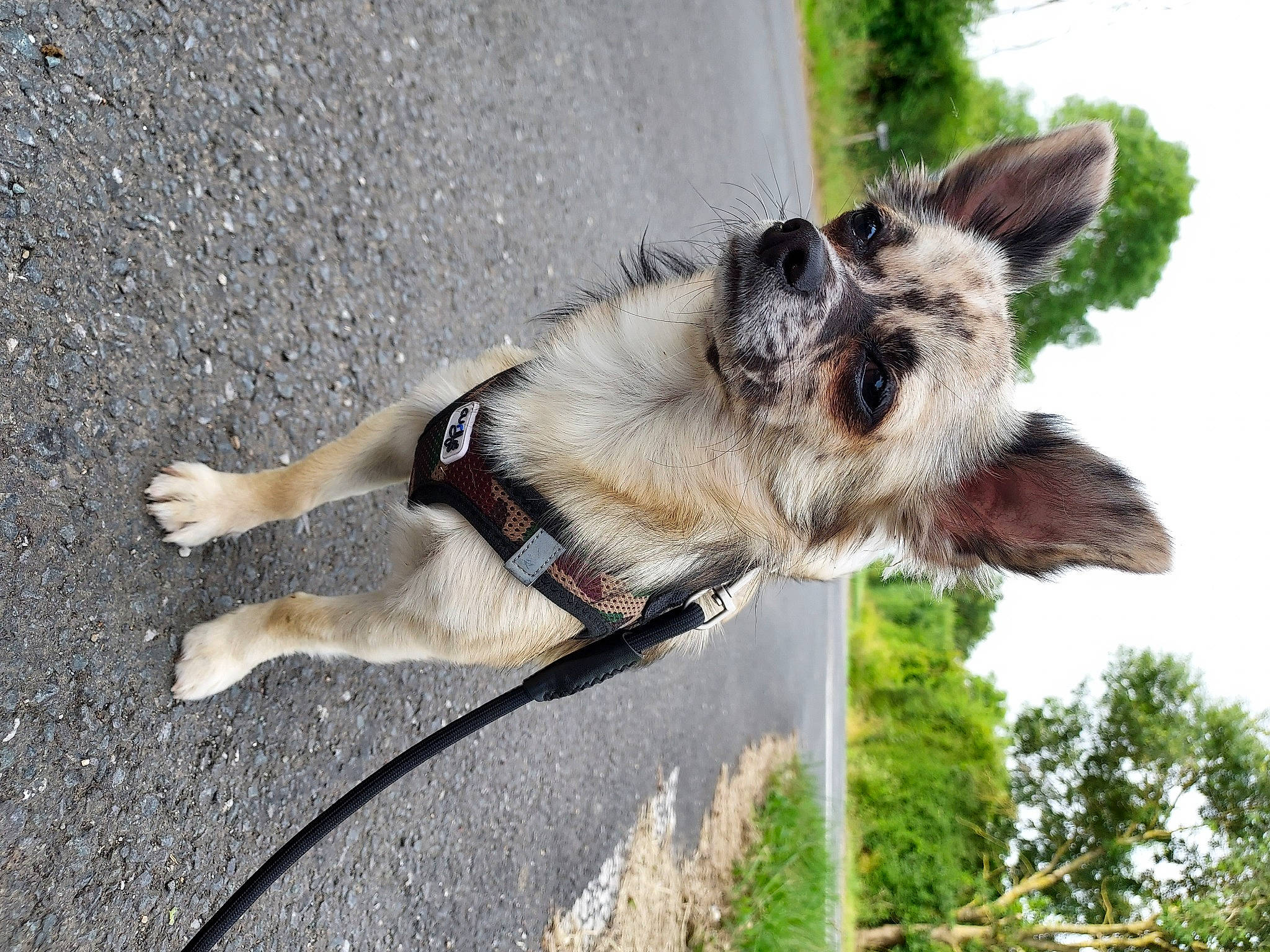 Sweety participe au concours pour gagner de l'argent avec cette photo : asphalt, canidae, carnivore, collar, companion_dog, dog, dog_breed, dog_collar, fawn, fur, leash, plant, road_surface, sky, sporting_group, tail, terrestrial_animal, tree, whiskers, working_animal