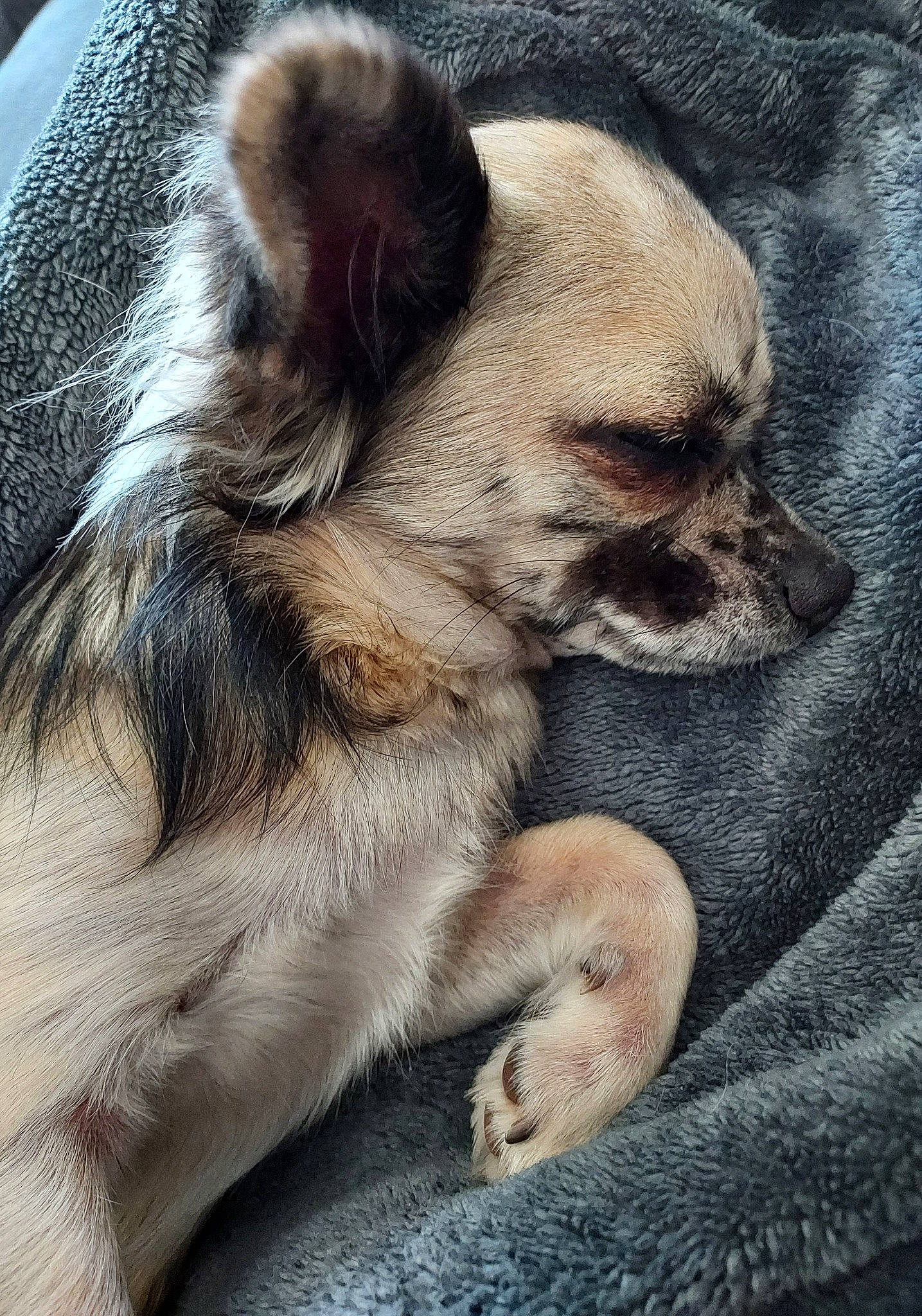 Sweety participe au concours pour gagner de l'argent avec cette photo : canidae, carnivore, claw, comfort, companion_dog, dog, dog_breed, ear, fawn, felidae, fur, nap, paw, sleep, snout, sporting_group, terrestrial_animal, toy_dog, whiskers, working_animal