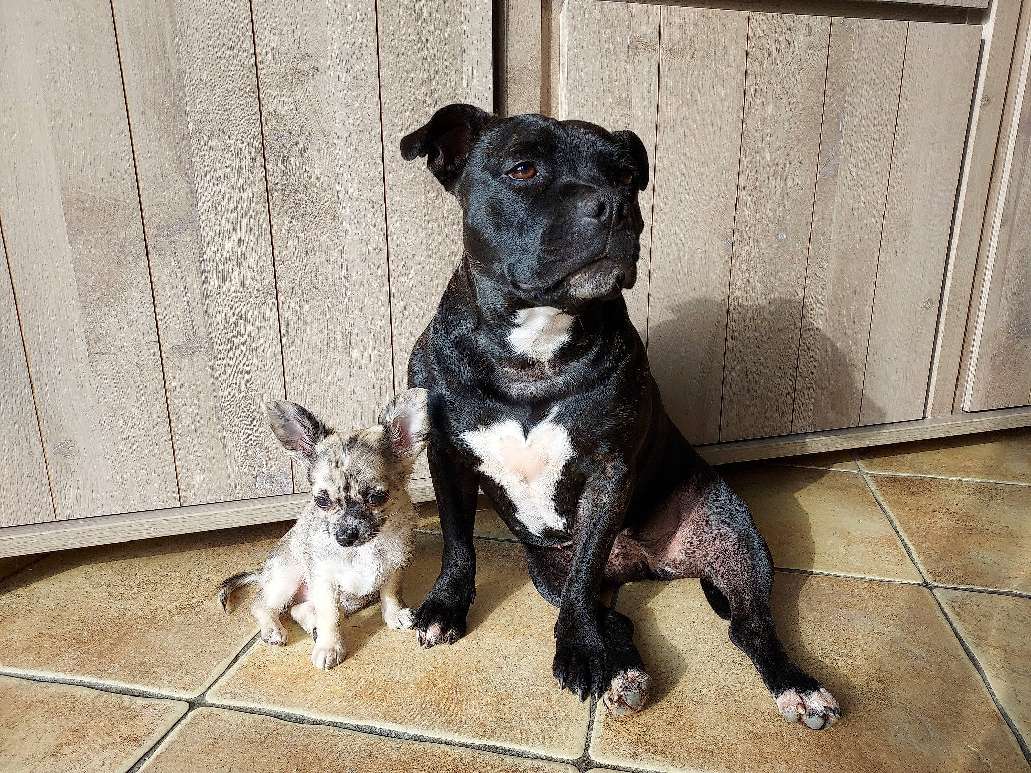 Pixies a rejoint le concours — aidez-le/la à gagner de superbes lots ! canidae, carnivore, collar, companion_dog, dog, dog_breed, dog_collar, dog_supply, fawn, fur, guard_dog, leash, paw, puppy, snout, tail, toy_dog, wood, working_animal, working_dog