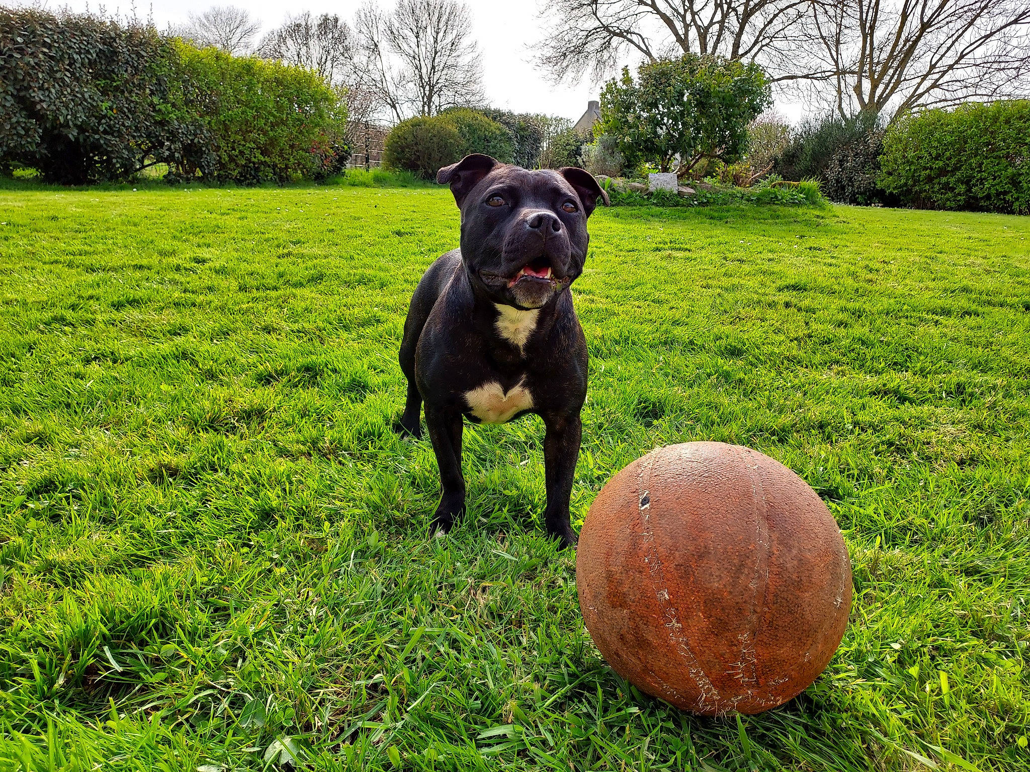 Pixies participe au concours pour gagner de l'argent avec cette photo : ball, canidae, carnivore, companion_dog, dog, dog_breed, fawn, grass, grassland, groundcover, landscape, lawn, pasture, plant, shrub, snout, sporting_group, terrestrial_animal, tree, working_animal