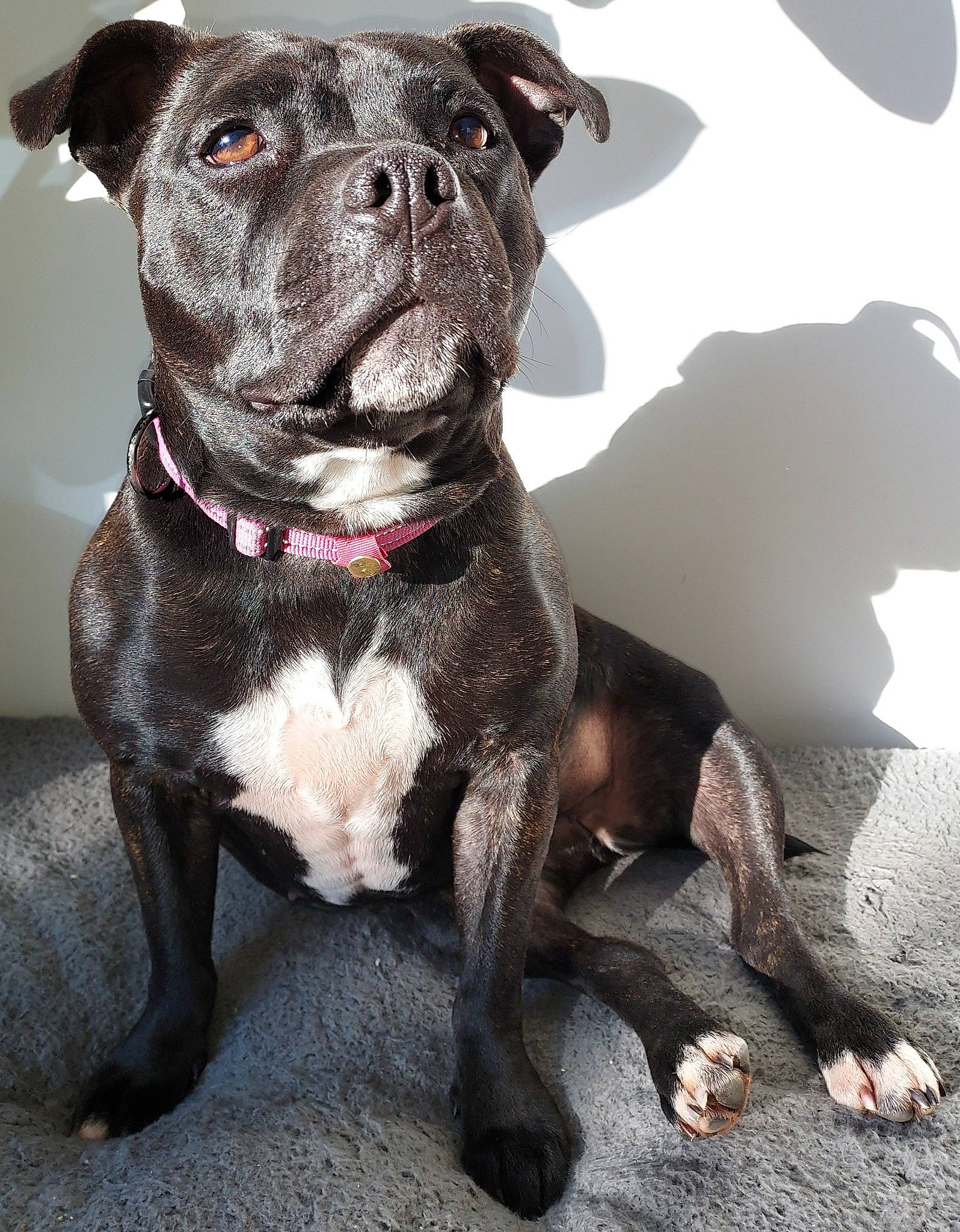 Pixies a rejoint le concours — aidez-le/la à gagner de superbes lots ! carnivore, collar, companion_dog, dog, dog_breed, dog_collar, fawn, fur, liver, molosser, non_sporting_group, sporting_group, terrestrial_animal, whiskers, working_animal