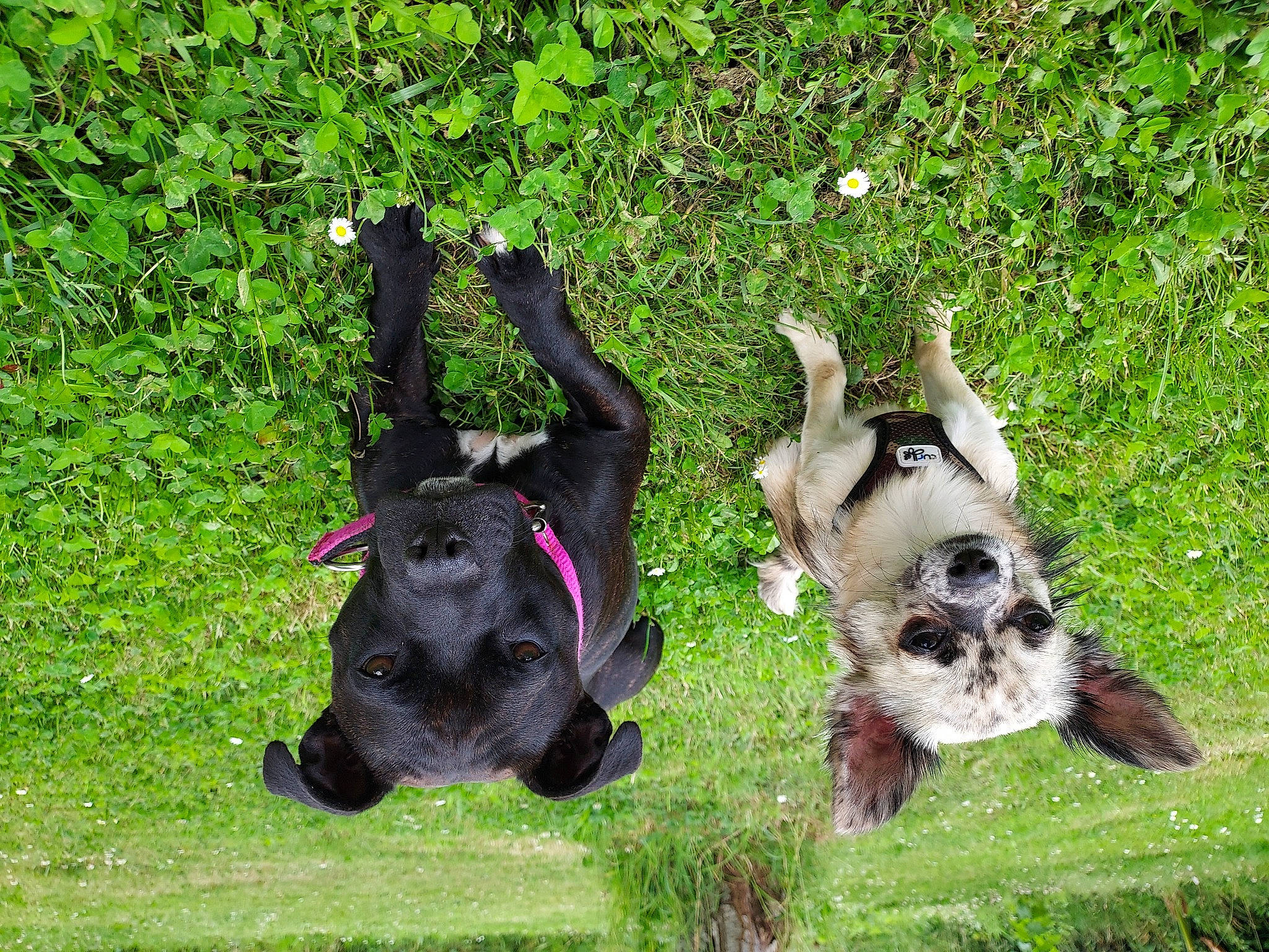 Pixies a rejoint le concours — aidez-le/la à gagner de superbes lots ! canidae, carnivore, collar, companion_dog, dog, dog_breed, dog_supply, fawn, grass, groundcover, liver, plant, schnauzer, snout, sporting_group, tail, terrestrial_animal, terrier, toy_dog, working_animal