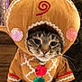 cat, tabby, costume, gingerbread, holiday, festive, sequin, indoor, pet, animal, whiskers, face, cute, feline, brown, pattern, clothing, ears, expression, person