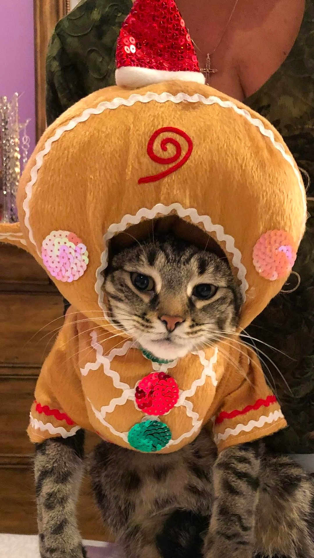 Jinx is registered to the contest to win money with this photo: cat, tabby, costume, gingerbread, holiday, festive, sequin, indoor, pet, animal, whiskers, face, cute, feline, brown, pattern, clothing, ears, expression, person