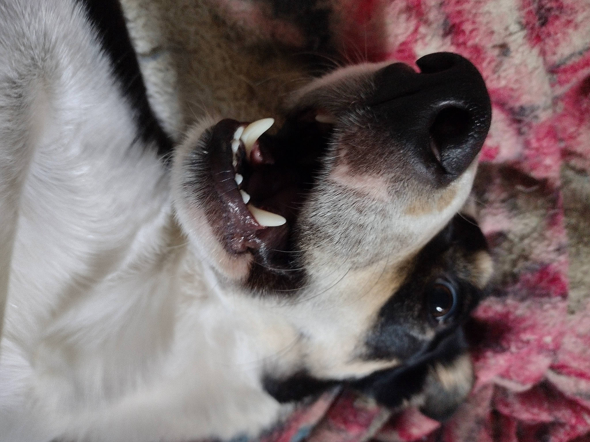 Hermes is registered to the contest to win money with this photo: carnivore, close_up, collar, comfort, companion_dog, dog, dog_breed, fawn, foot, fur, mammal, non_sporting_group, paw, snout, sporting_group, vertebrate, whiskers, working_animal