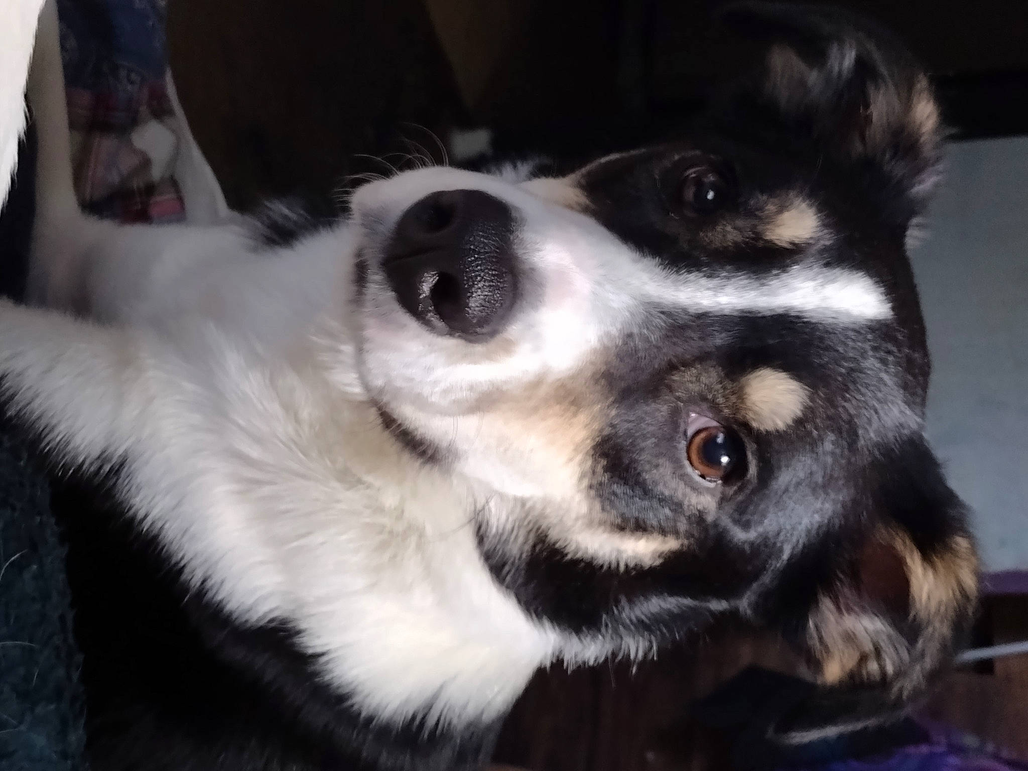 Hermes is registered to the contest to win money with this photo: canidae, carnivore, companion_dog, dog, dog_breed, ear, fur, herding_dog, non_sporting_group, paw, puppy, snout, sporting_group, whiskers, working_dog