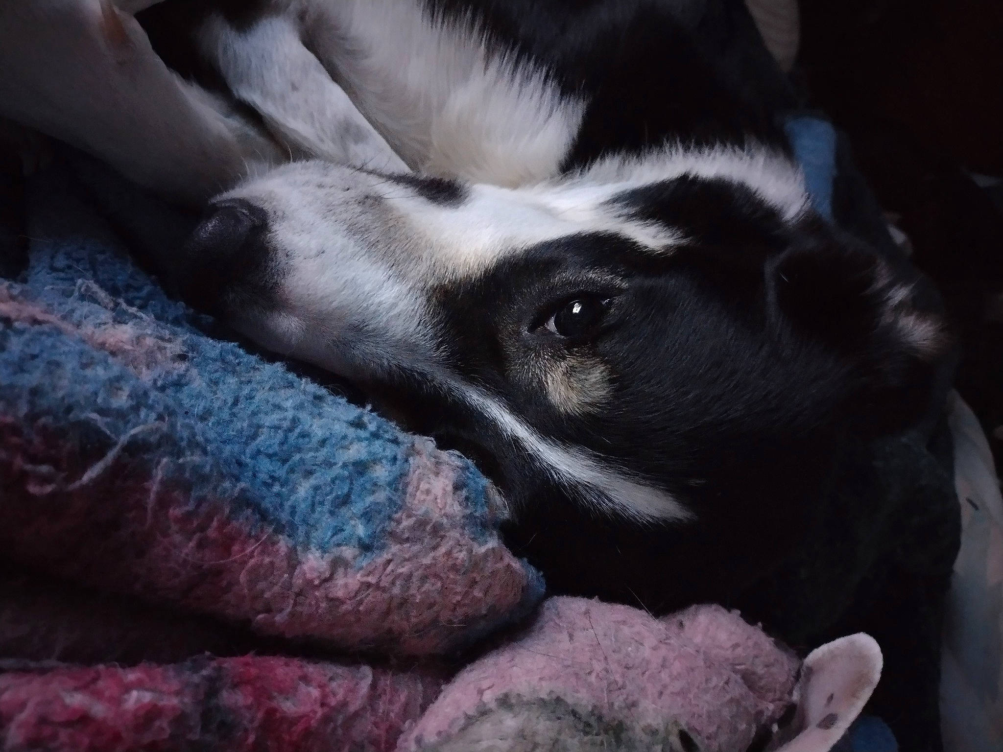 Hermes is registered to the contest to win money with this photo: boston_terrier, canidae, carnivore, cloud, comfort, companion_dog, dog, dog_breed, electric_blue, fur, grey, linens, puppy_love, sky, snout, sporting_group, tints_and_shades, toy_dog, whiskers, working_animal