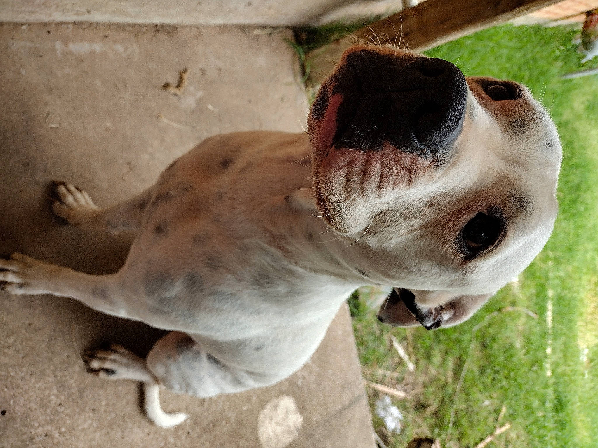 Bruce joined the competition — help win amazing prizes! canidae, carnivore, collar, companion_dog, dog, dog_breed, dog_collar, dog_supply, ear, fawn, liver, non_sporting_group, pet_supply, plant, snout, sporting_group, terrestrial_animal, whiskers, working_animal, working_dog