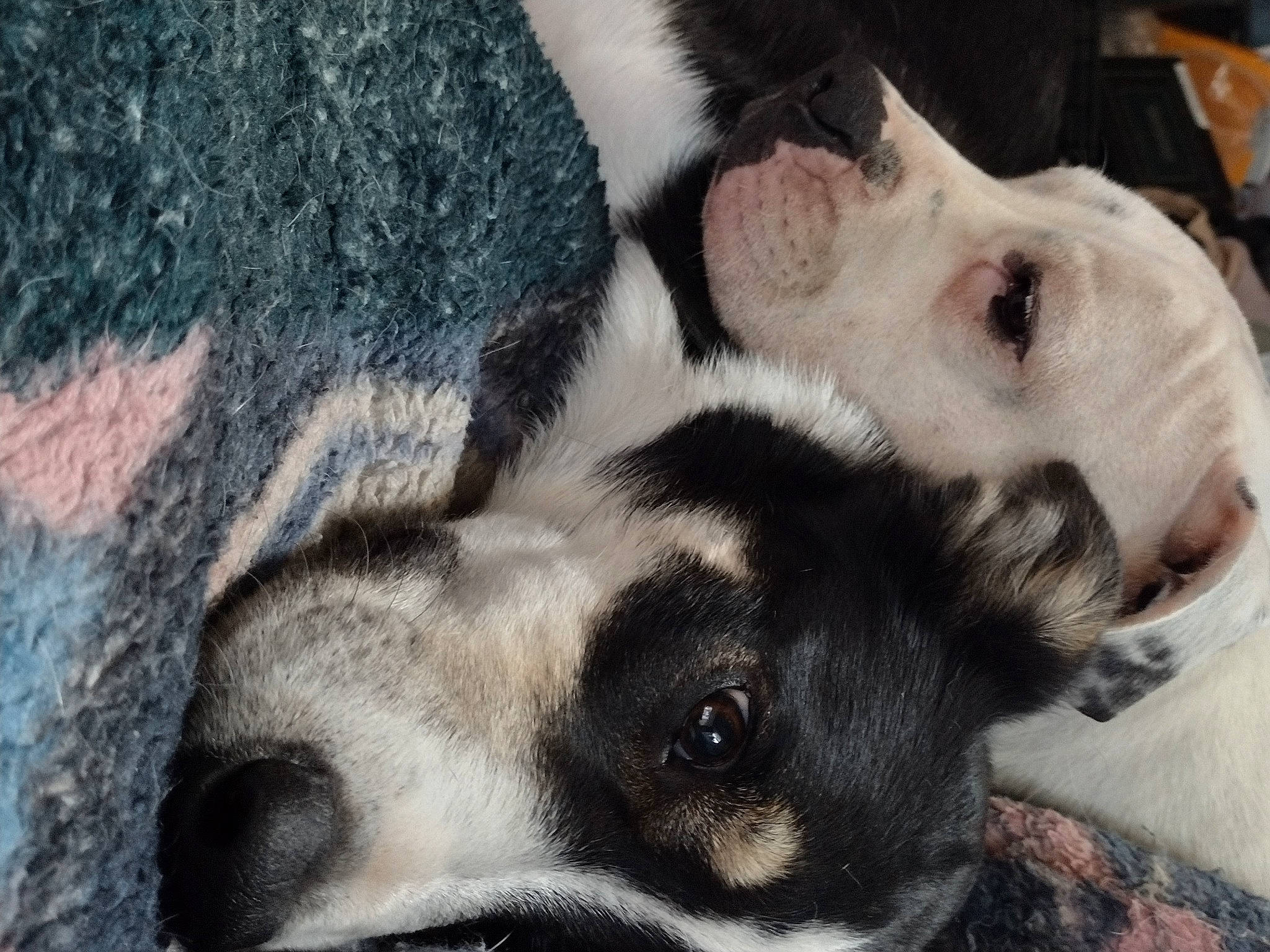 Bruce joined the competition — help win amazing prizes! art, canidae, carnivore, companion_dog, dog, dog_breed, ear, eyelash, fawn, fur, jaw, mammal, nose, puppy_love, snout, sporting_group, terrestrial_animal, vertebrate, whiskers, working_animal