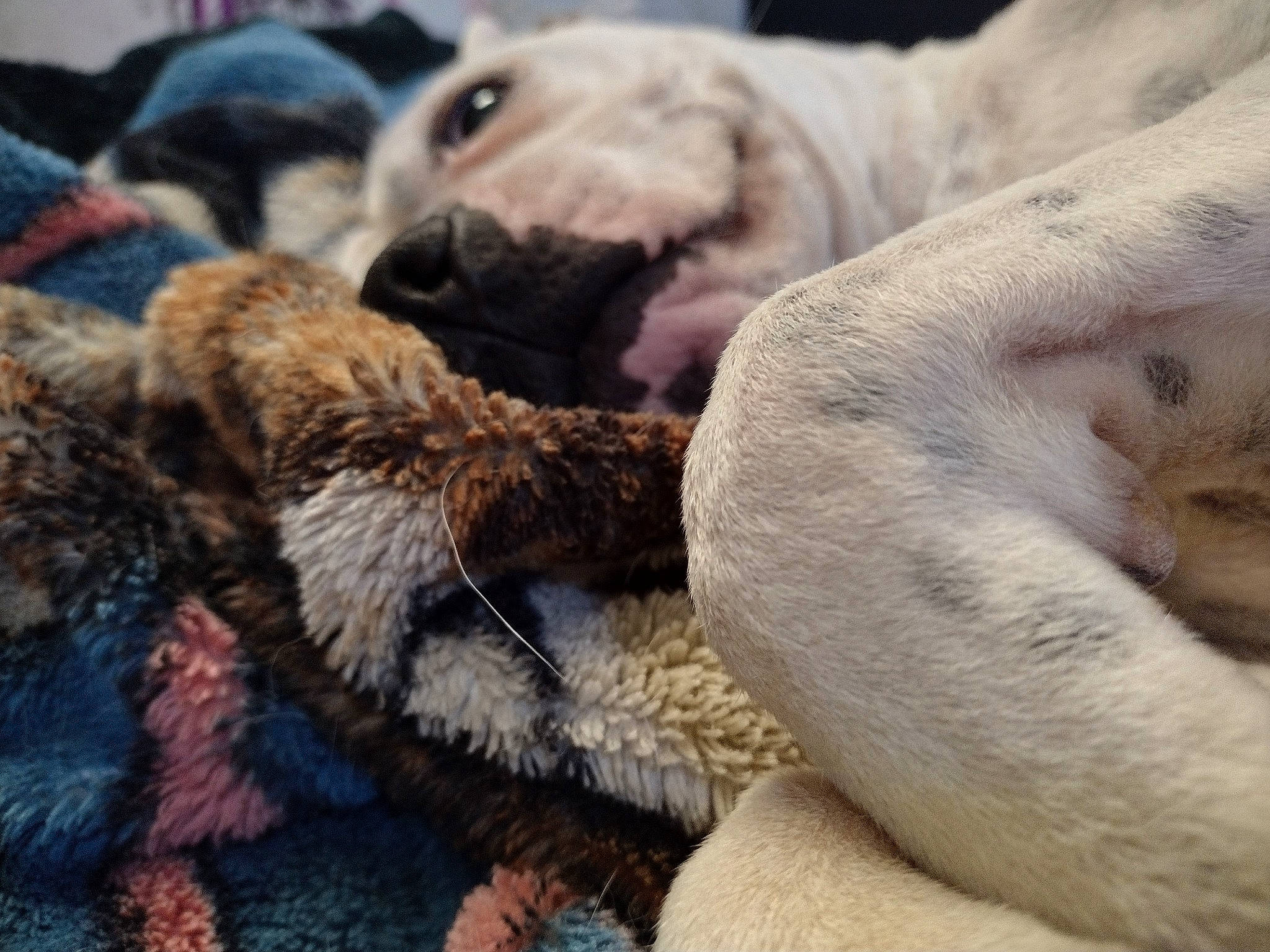 Bruce is registered to the contest to win money with this photo: canidae, carnivore, claw, close_up, comfort, companion_dog, dog, dog_breed, fawn, fur, nap, paw, snout, sporting_group, tail, terrestrial_animal, vertebrate, whiskers, wildlife, working_animal