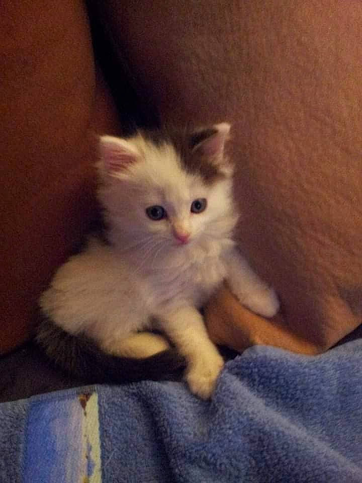 Gyzmo a rejoint le concours — aidez-le/la à gagner de superbes lots ! carnivore, cat, claw, comfort, felidae, fur, paw, small_to_medium_sized_cats, tail, whiskers