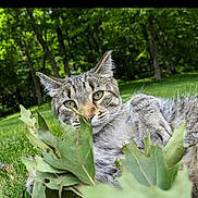 Tonto is registered to the contest to win money with this photo: animal, cat, closeup, daylight, ears, eyes, forest, grass, greenery, leaves, lying_down, nature, outdoor, pet, playful, relaxed, serene, summer, tabby, whiskers