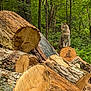 Tonto is registered to the contest to win money with this photo: alert, animal, bark, cat, daylight, environment, forest, fur, greenery, logs, mammal, nature, outdoor, plants, sitting, tabby_cat, trees, wildlife, wood, woodpile