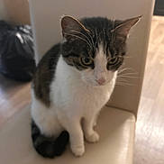 Kizzy is registered to the contest to win money with this photo: cat, tabby, white_cat, sitting, chair, indoor, pet, animal, fur, whiskers, ears, tail, floor, furniture, domestic, cute, looking_down, quiet, pensive, household