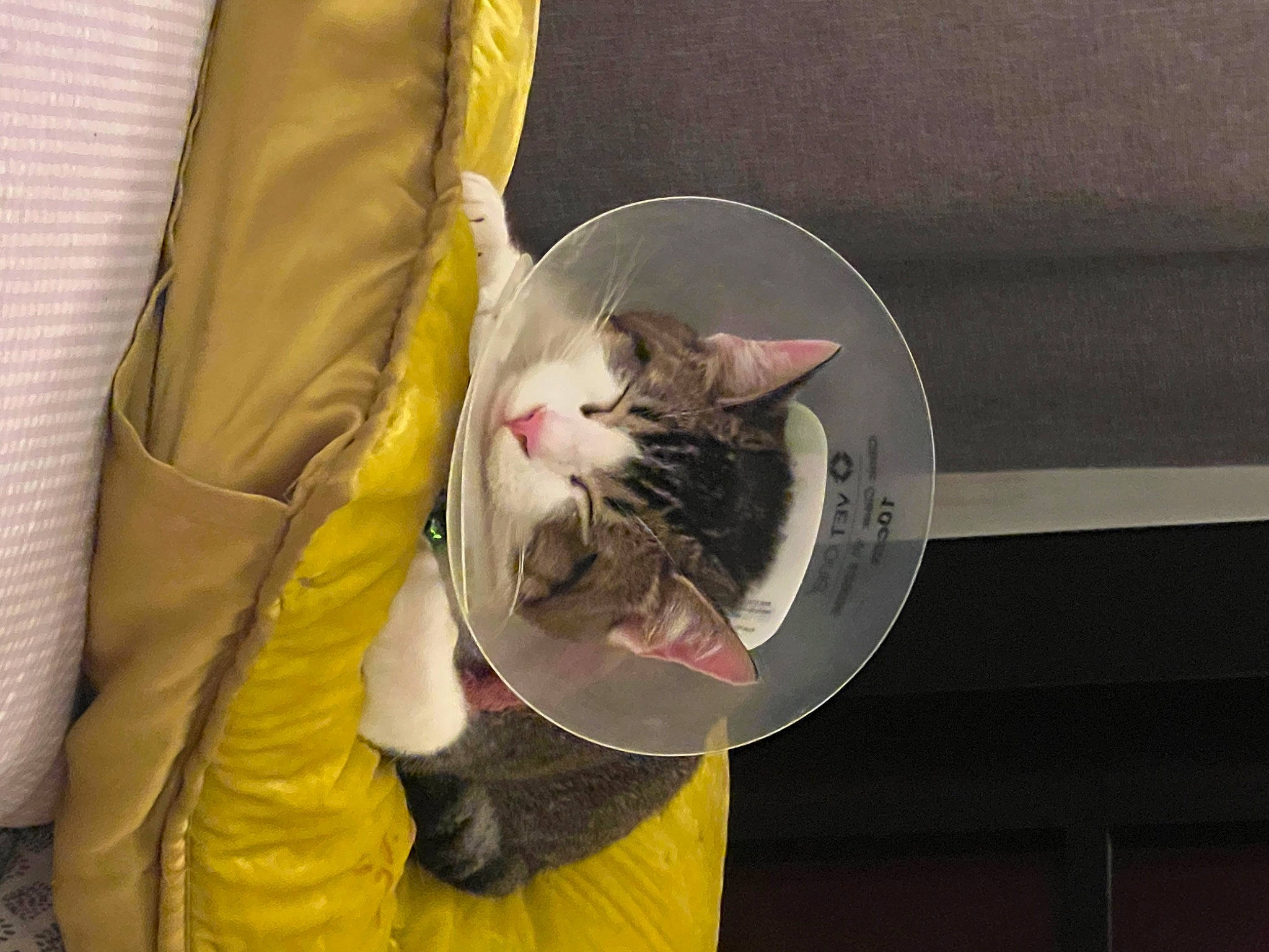 Toulouse joined the competition — help win amazing prizes! bag, box, carnivore, cat, cat_supply, comfort, domestic_short_haired_cat, felidae, fur, small_to_medium_sized_cats, tail, whiskers