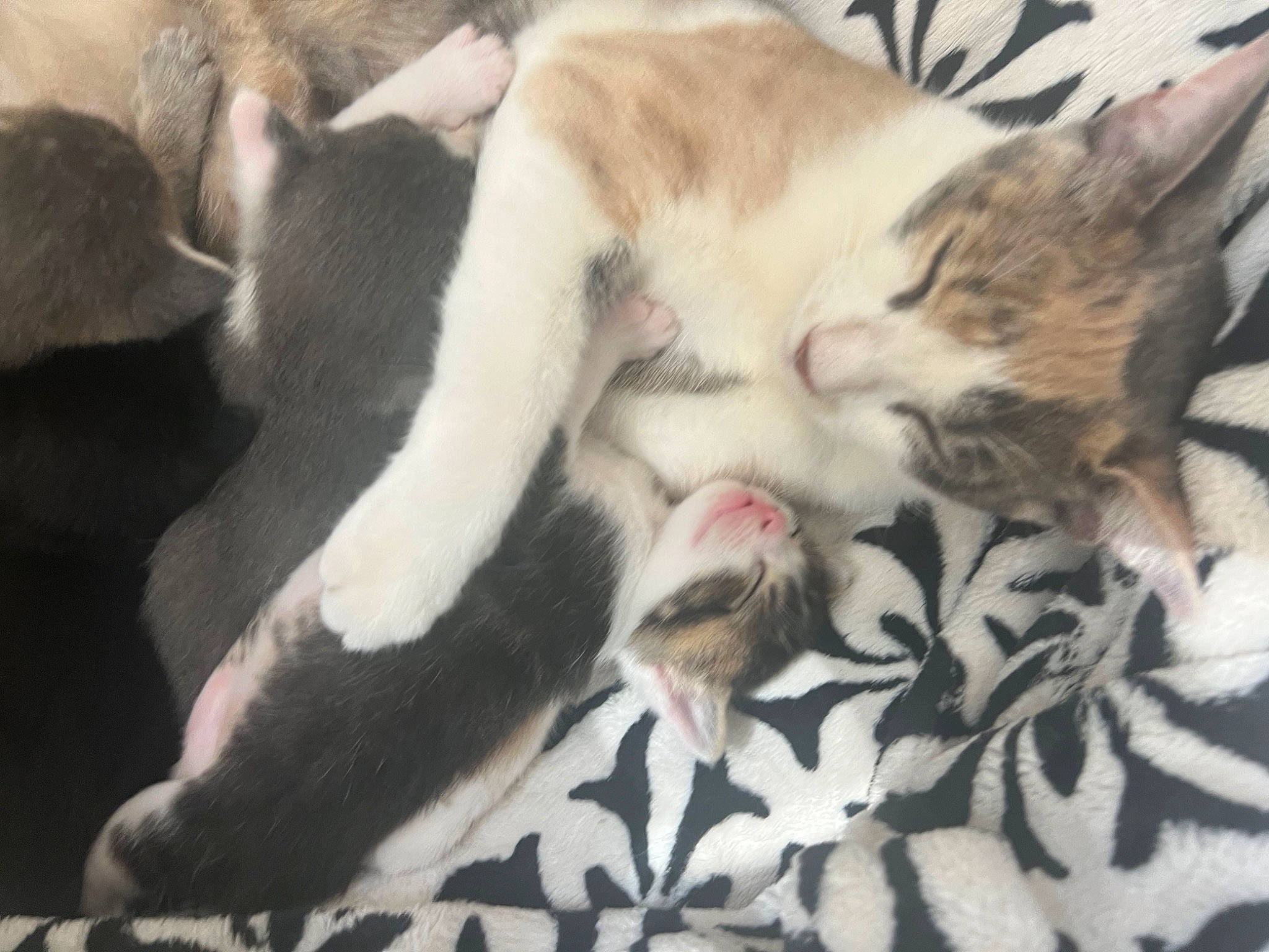 Toulouse joined the competition — help win amazing prizes! carnivore, cat, claw, comfort, domestic_short_haired_cat, felidae, fur, nap, paw, sleep, small_to_medium_sized_cats, snout, tail, whiskers