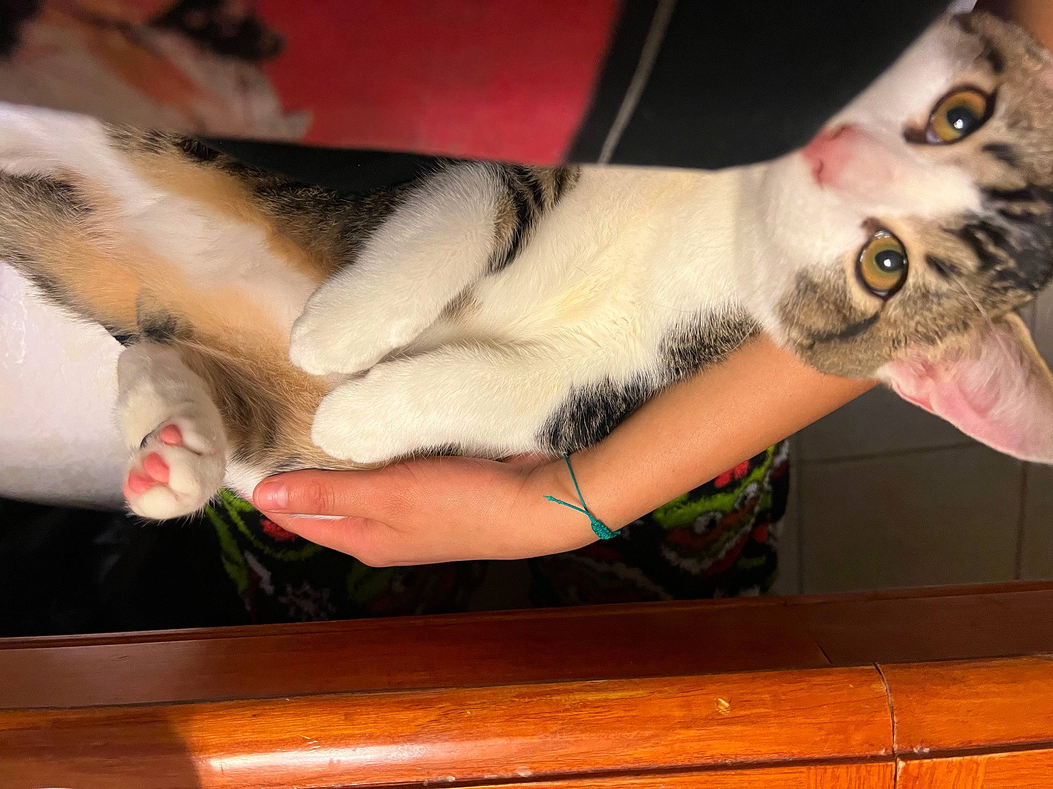 Toulouse is registered to the contest to win money with this photo: arm, carnivore, cat, elbow, eyelash, fawn, felidae, finger, fun, fur, gesture, hand, jaw, nail, small_to_medium_sized_cats, snout, tail, trunk, whiskers, wood