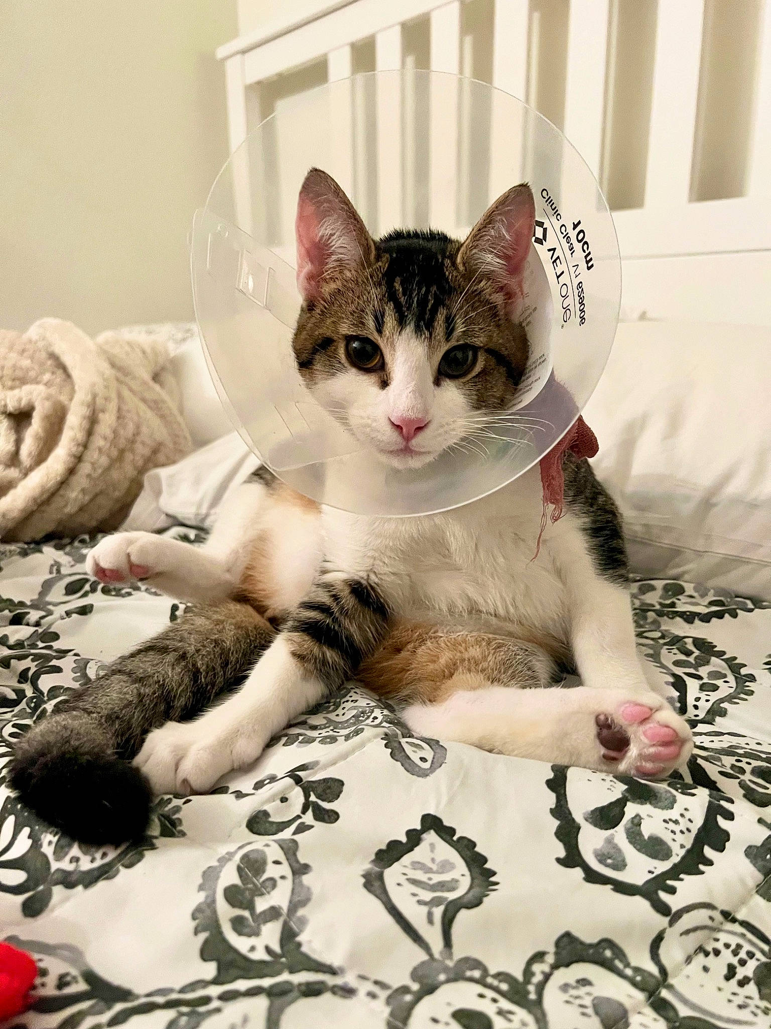 Toulouse is registered to the contest to win money with this photo: carnivore, cat, comfort, domestic_short_haired_cat, felidae, flooring, fur, linens, pattern, paw, photo_caption, sitting, small_to_medium_sized_cats, tail, whiskers, white, window